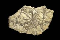 Bryozoaires fossiles